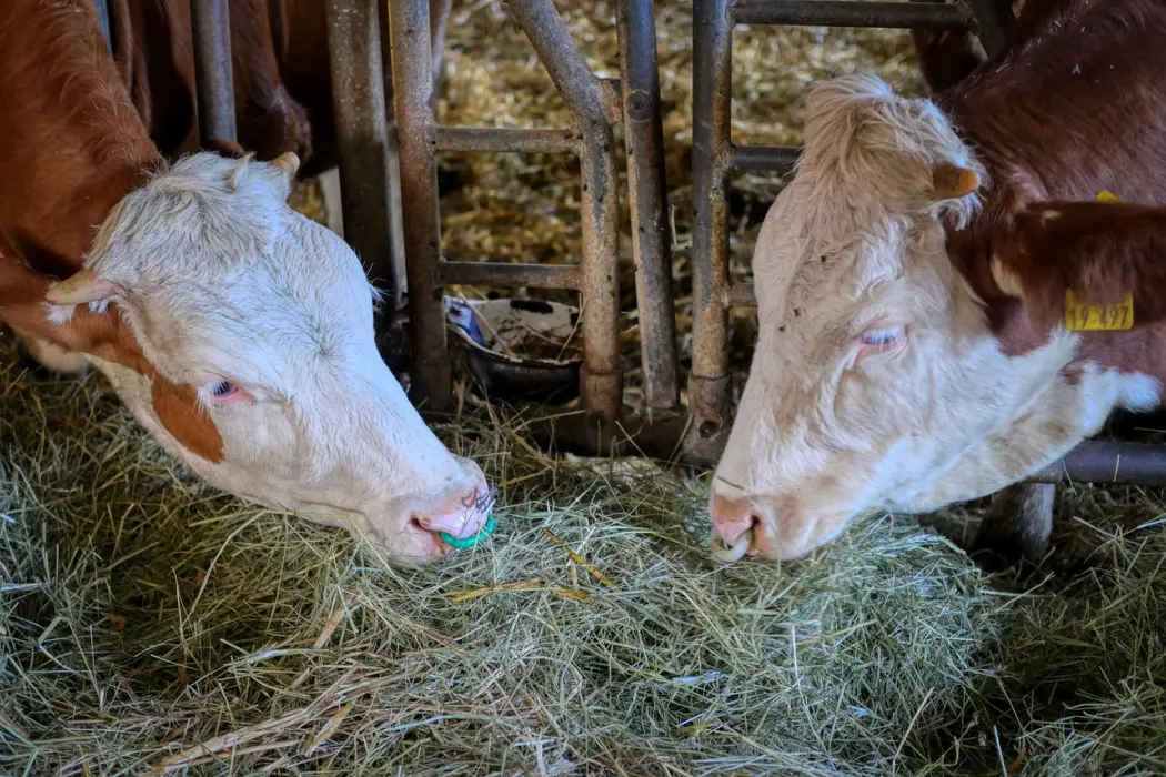 Automatyczne systemy karmienia w hodowli bydła - jakie korzyści zapewniają?