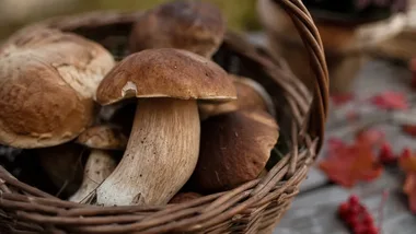 Grzybobranie 2026 w Buczynce - jesień pełna smaków i muzyki