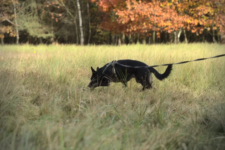 Grafika promocyjna wydarzenia LUBIN k. Międzyzdrojów: Trening tropienia (mantrailingu)