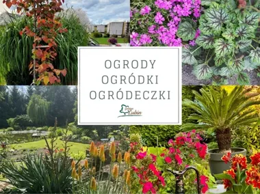 Lubin znów otwiera ogrody. Właściciele pokażą swoje zielone zakątki