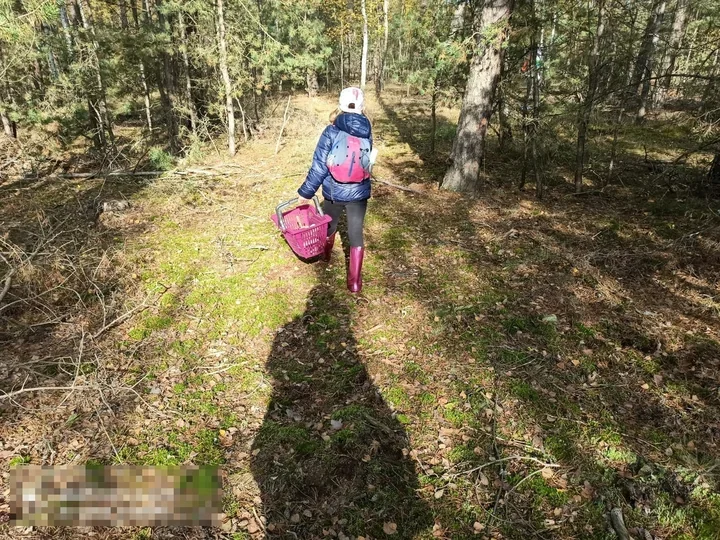 Grzybiarze gubią drogę w lesie. Policja z Lubina ostrzega