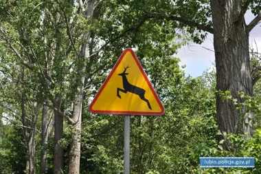 Nocą i o świcie dziki wchodzą pod koła - policja ostrzega kierowców